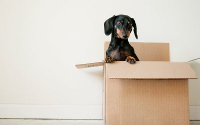 Baby Boomers and Millennials are Moving, But Not to the Same Places