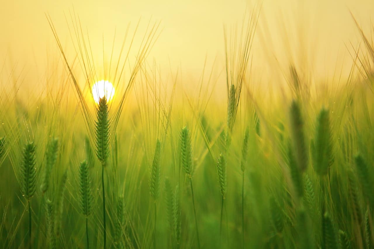 Green Field with Sunrise Green Field with Sunrise