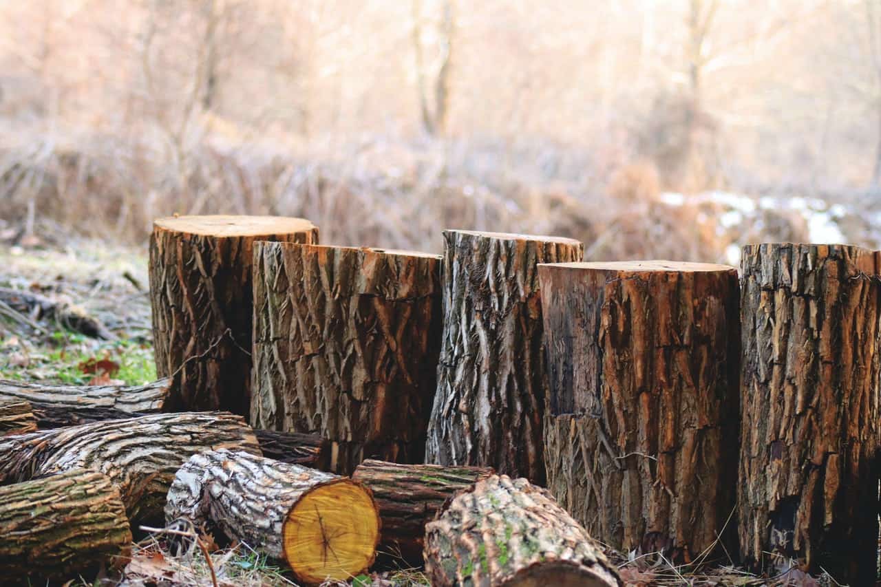Cut Logs Cut Logs