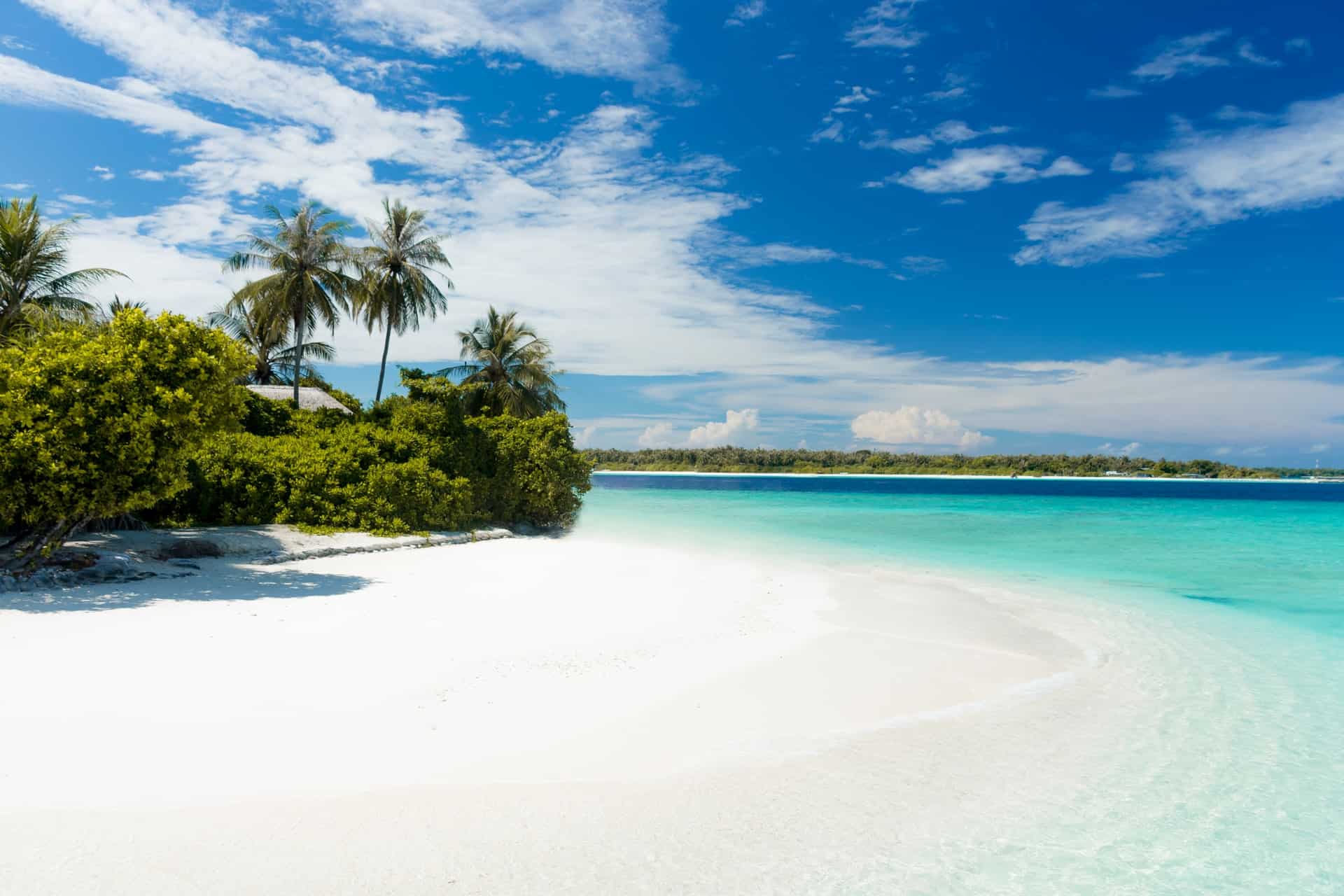 Island Ocean Palm Tree Island Ocean Palm Tree
