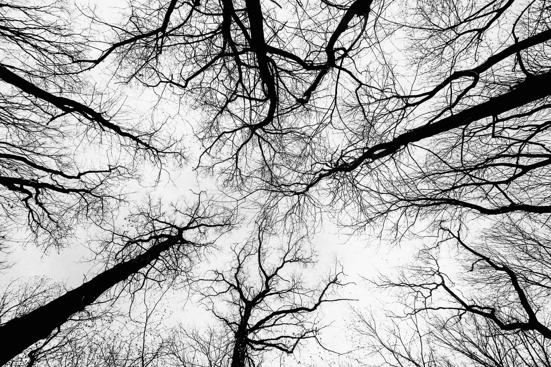 Trees Pointing Towards the Sky Trees Pointing Towards the Sky