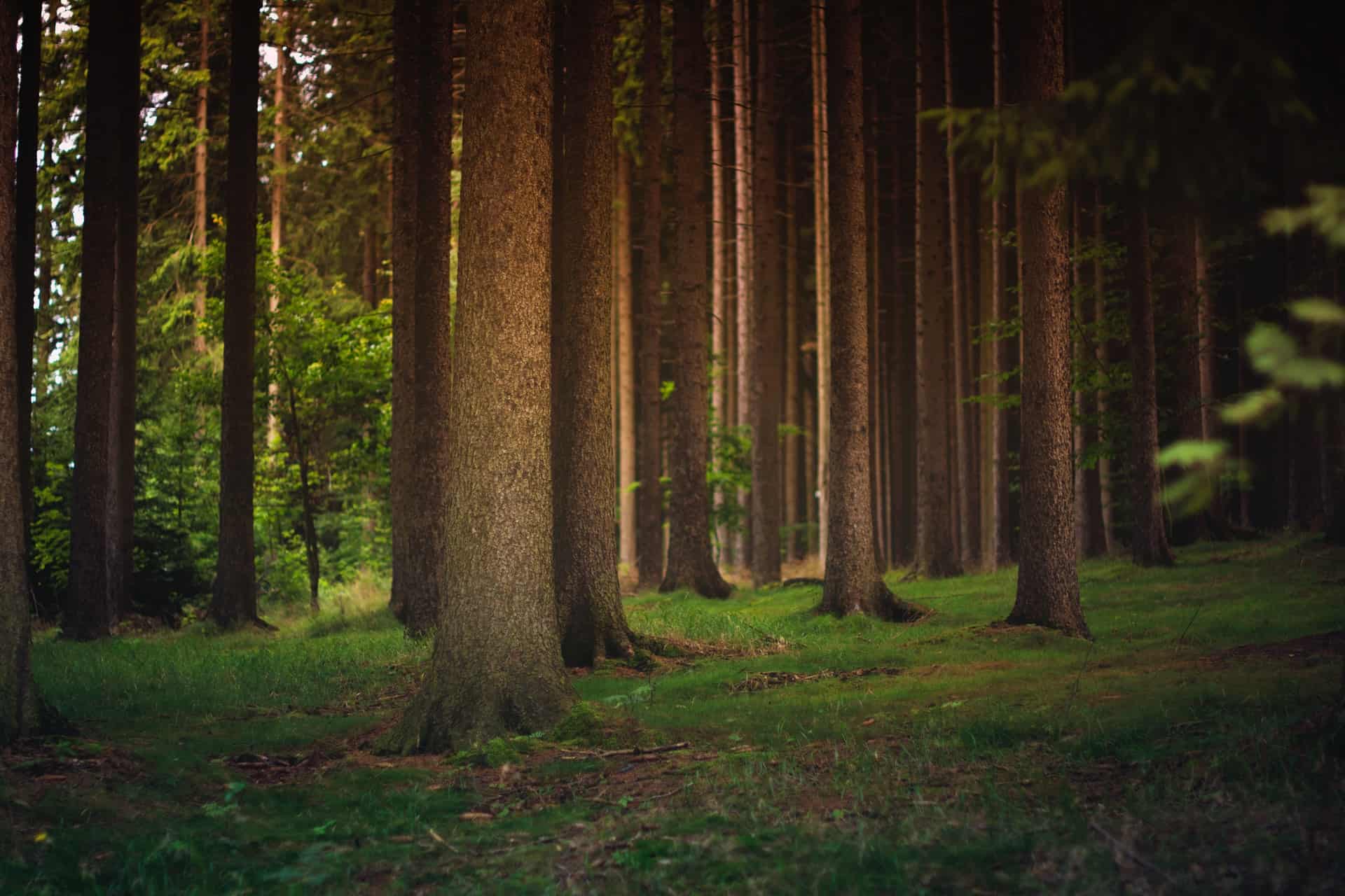 Trees in a Forest Trees in a Forest