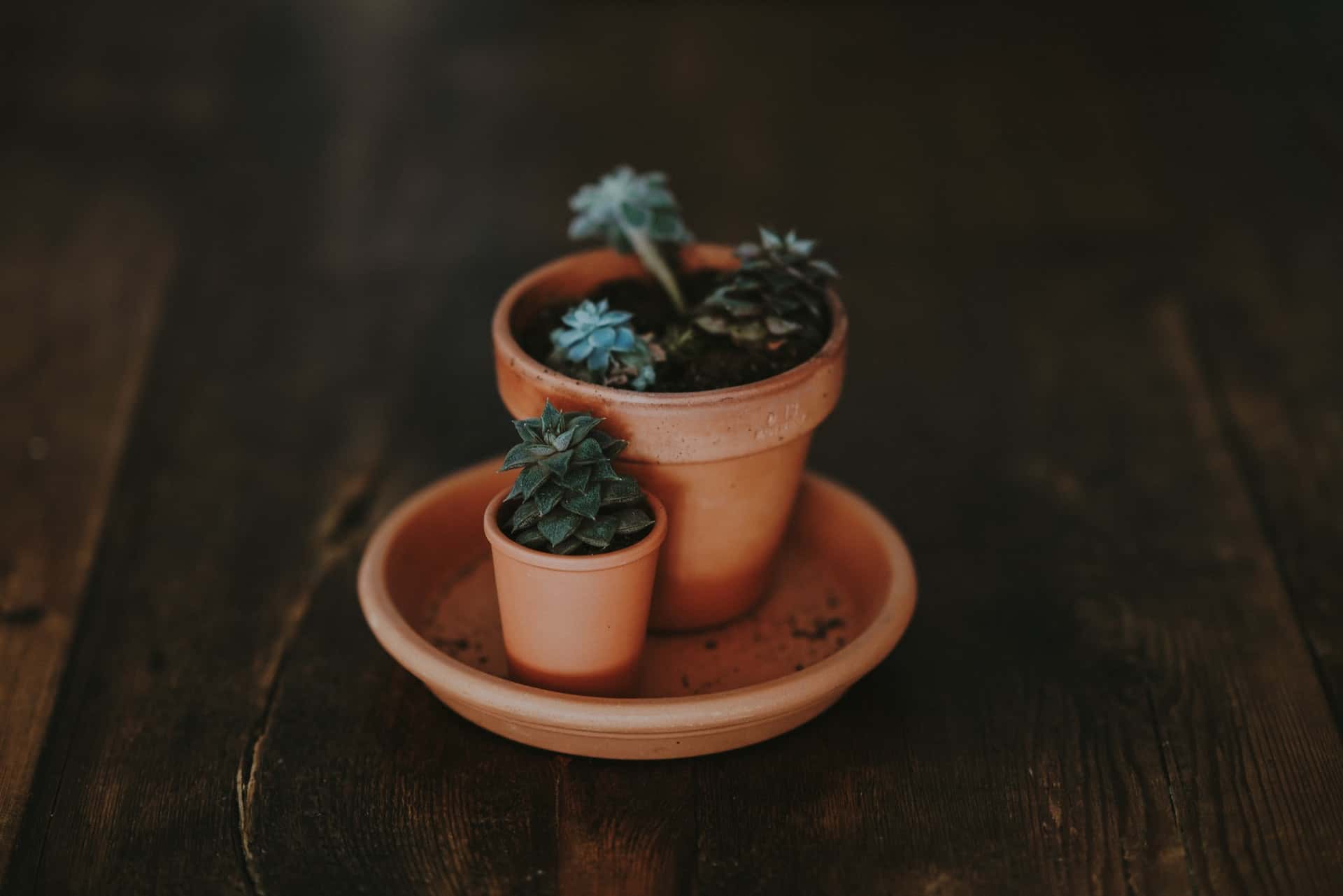 Big and Small Pot Plant Big and Small Pot Plant