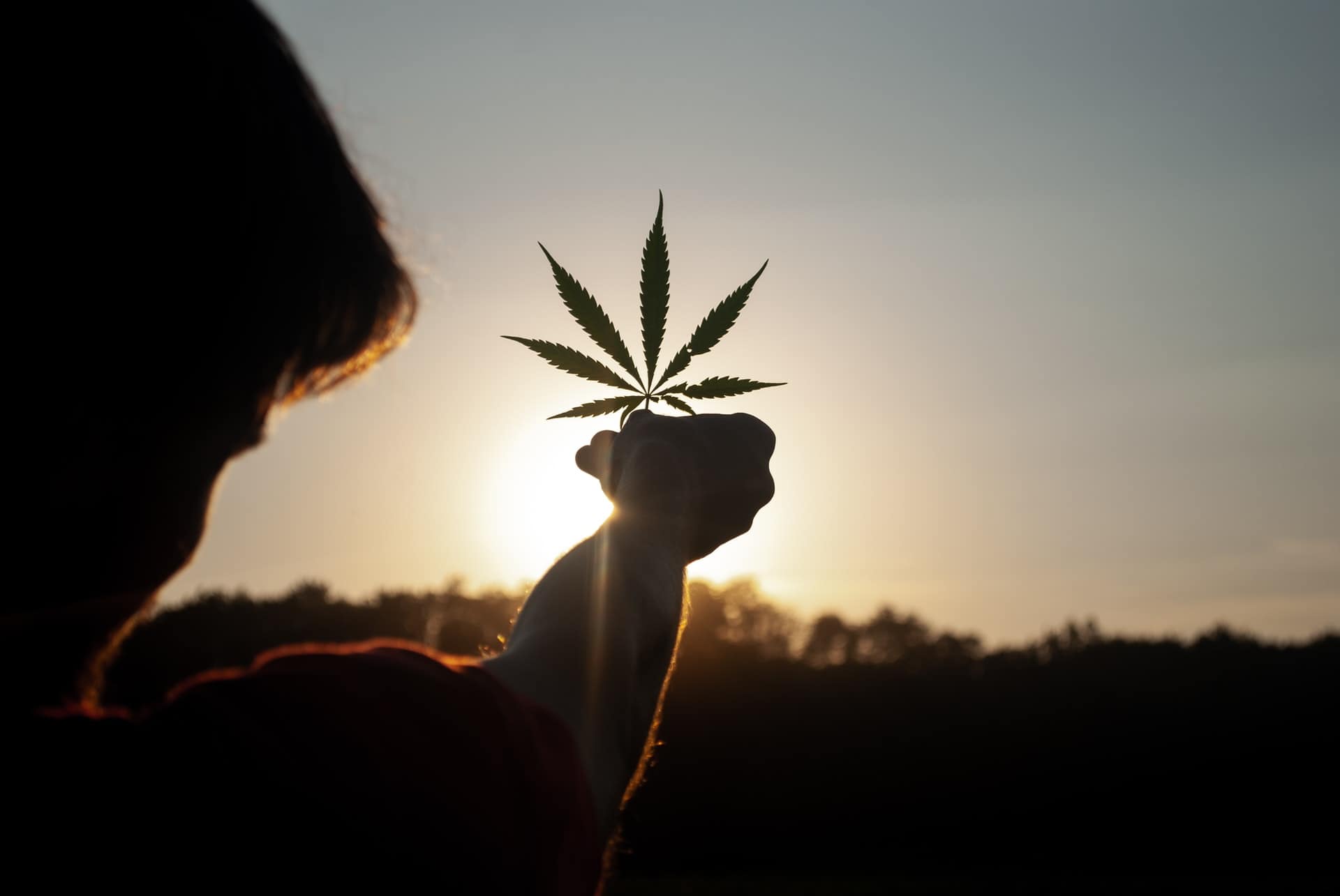 Cannabis Leaf Cannabis Leaf