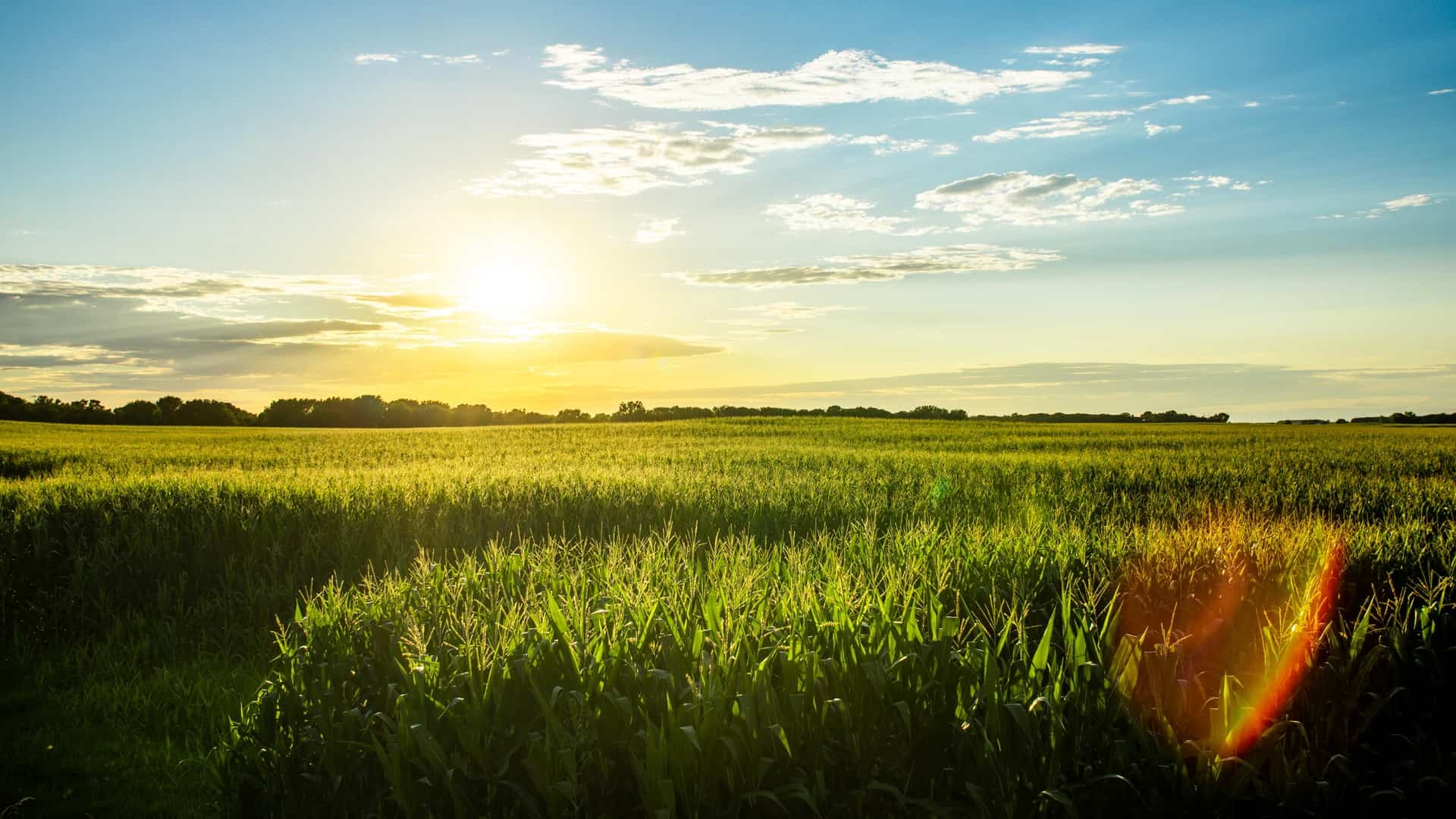 Iowa Corn Field Sunset Blue Sky Iowa Corn Field Sunset Blue Sky