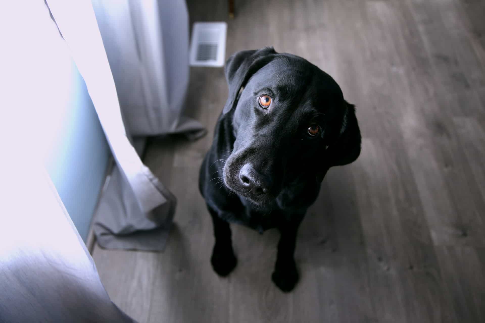 Question Dog Curious Question Dog Curious