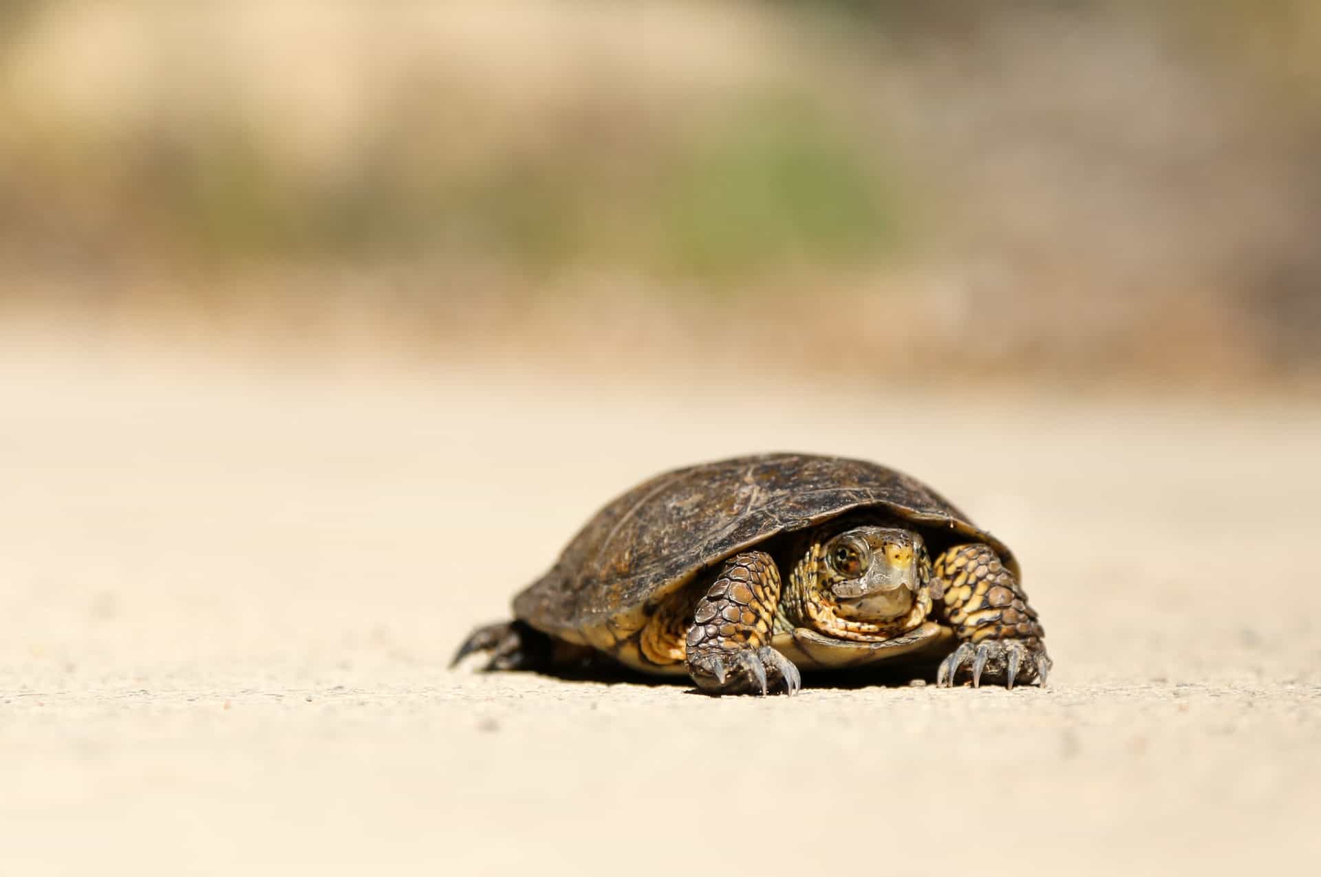 Slow Turtle Slow Turtle