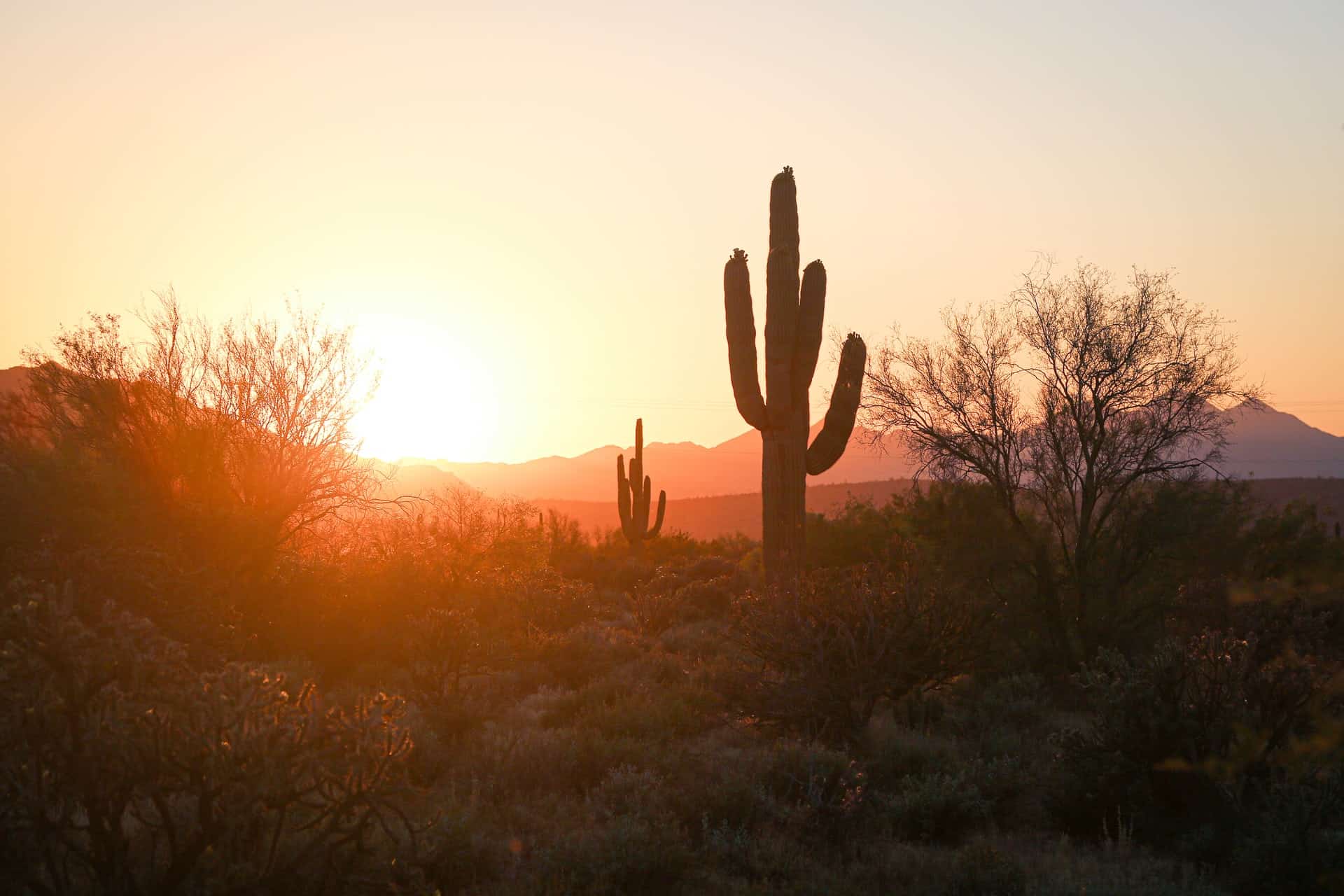 Desert Cactus Phoenix Desert Cactus Phoenix