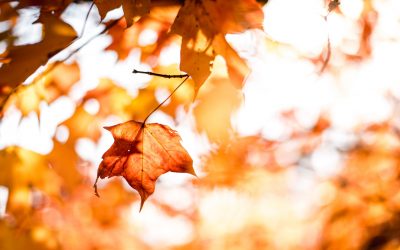 Should You Rent Now or Wait Until the Fall?
