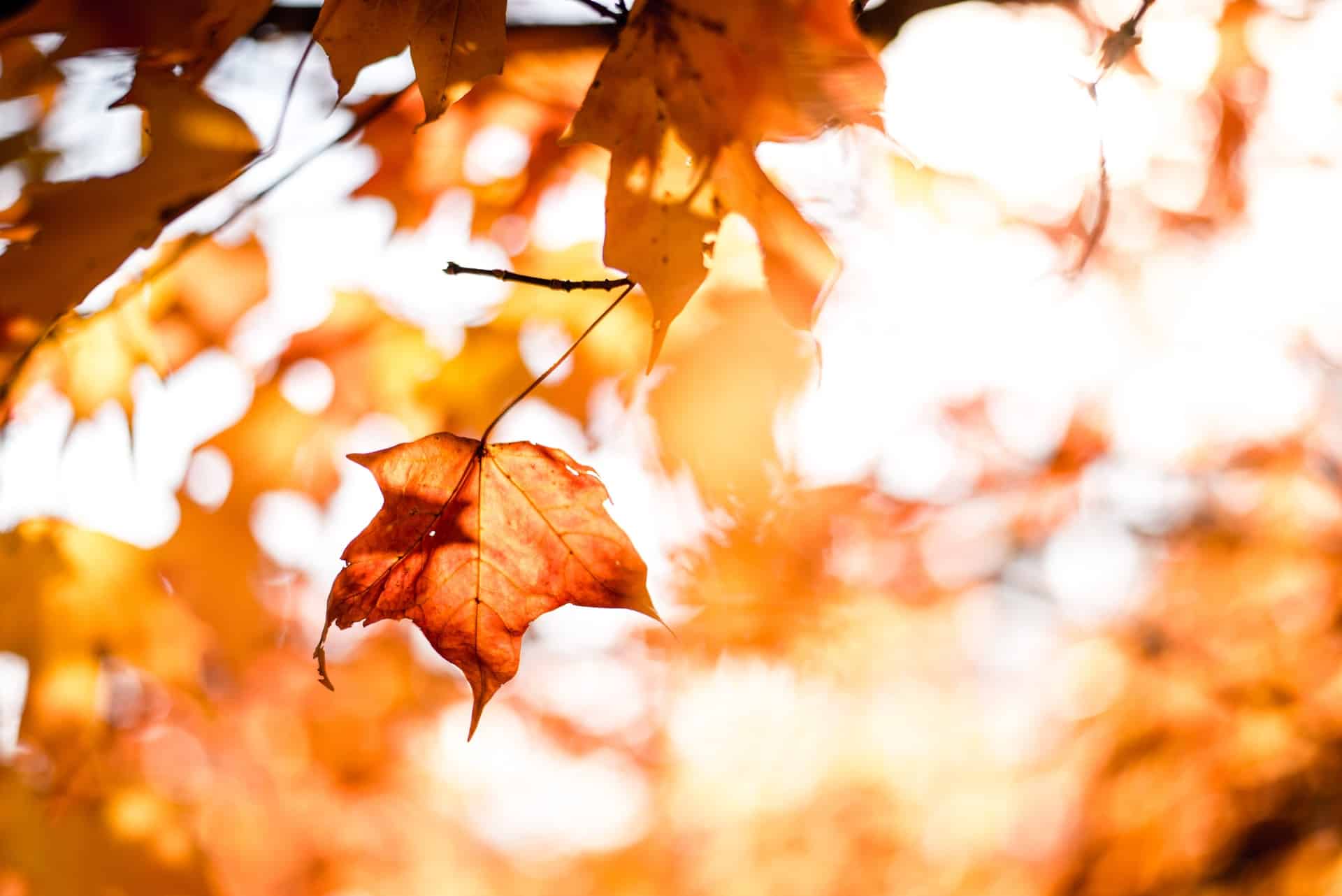 Fall Leaves Tree Orange Fall Leaves Tree Orange