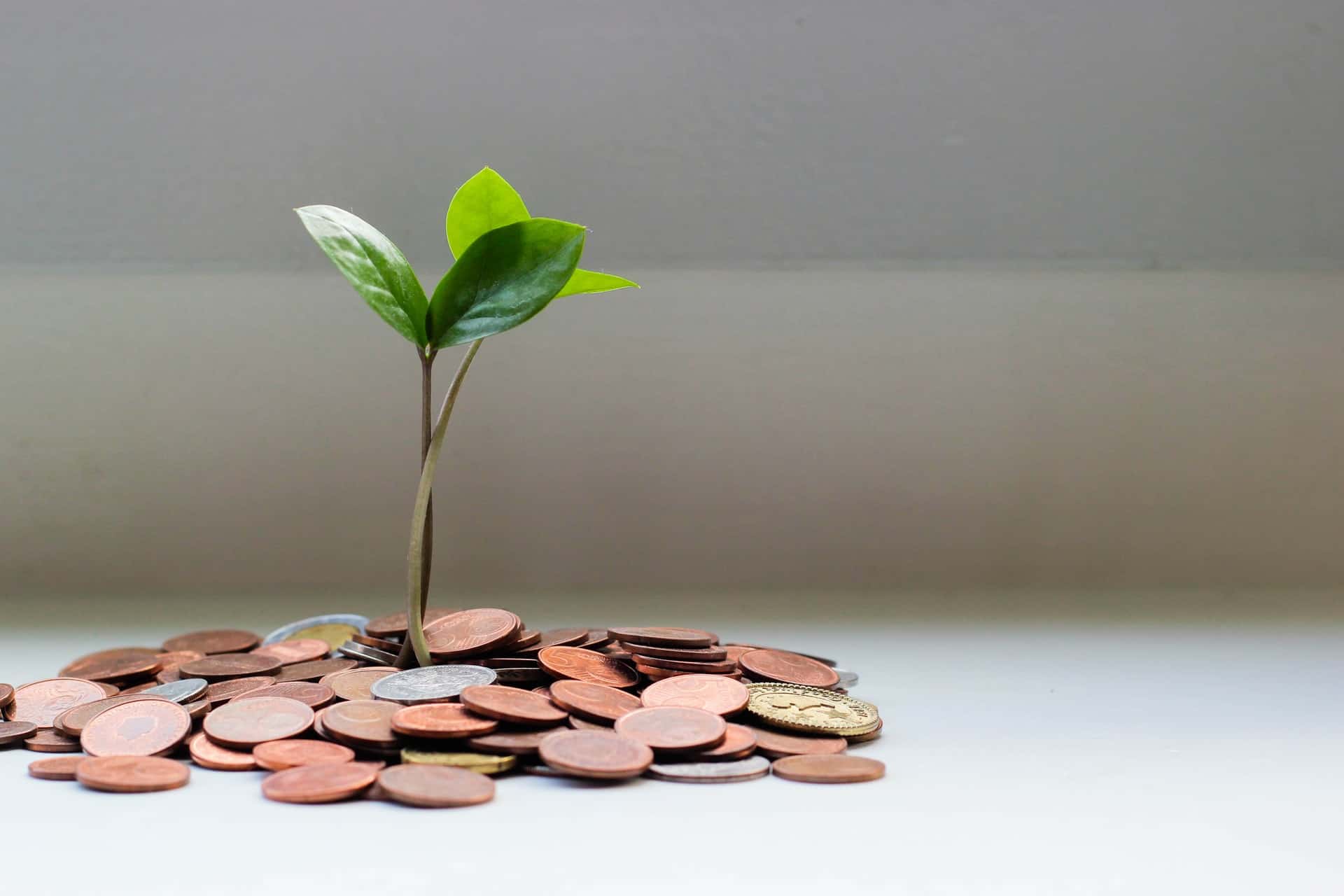 Plant Growth Money Invest Plant Growth Money Invest