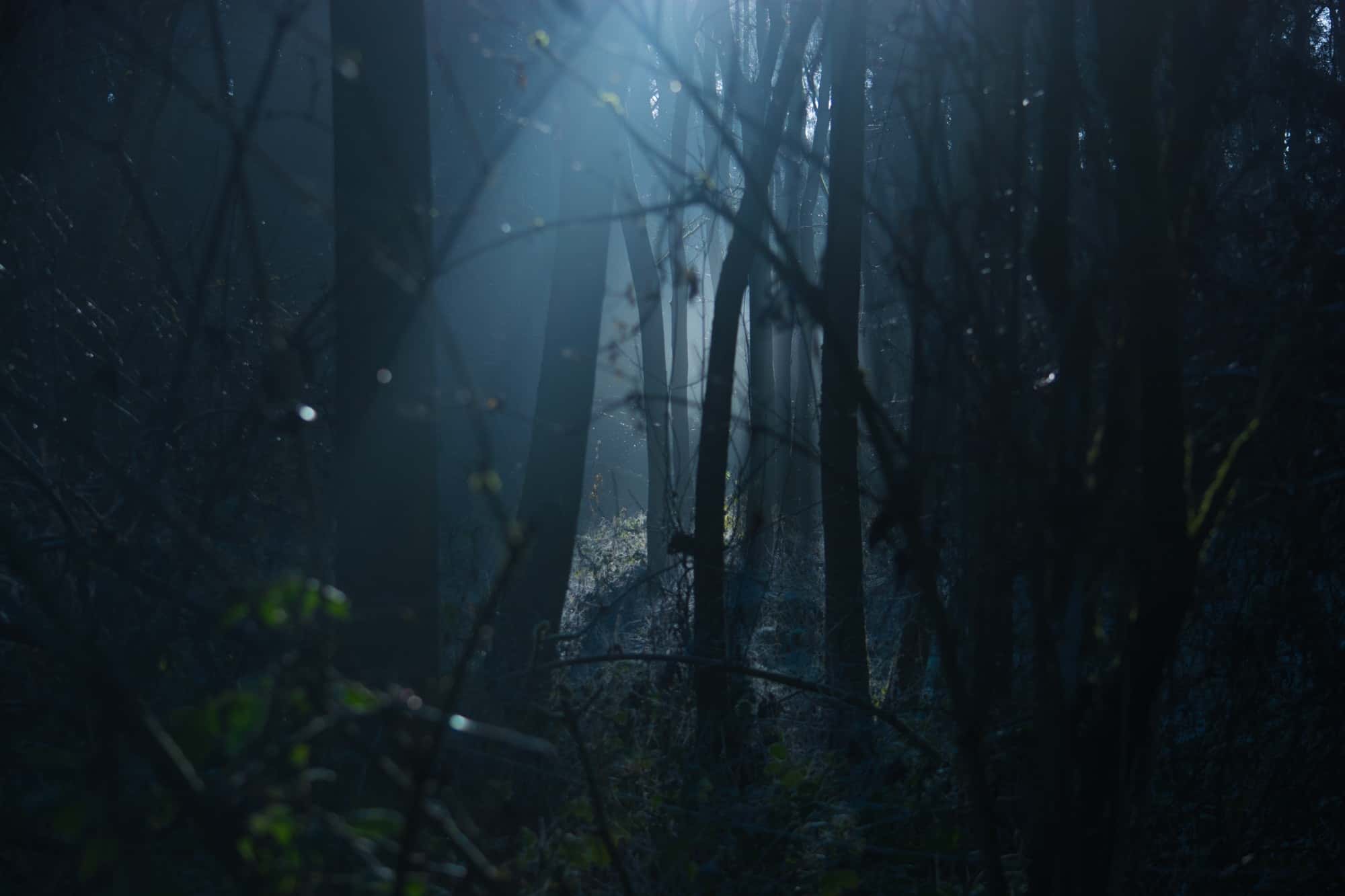 dark forest trees scary dark forest trees scary