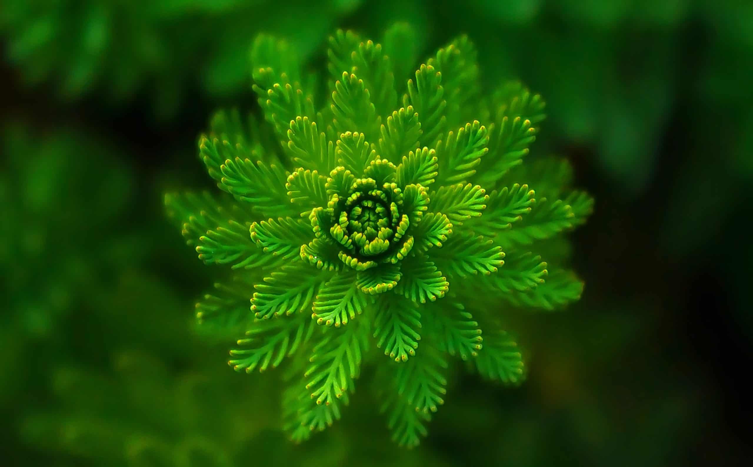green plant green plant