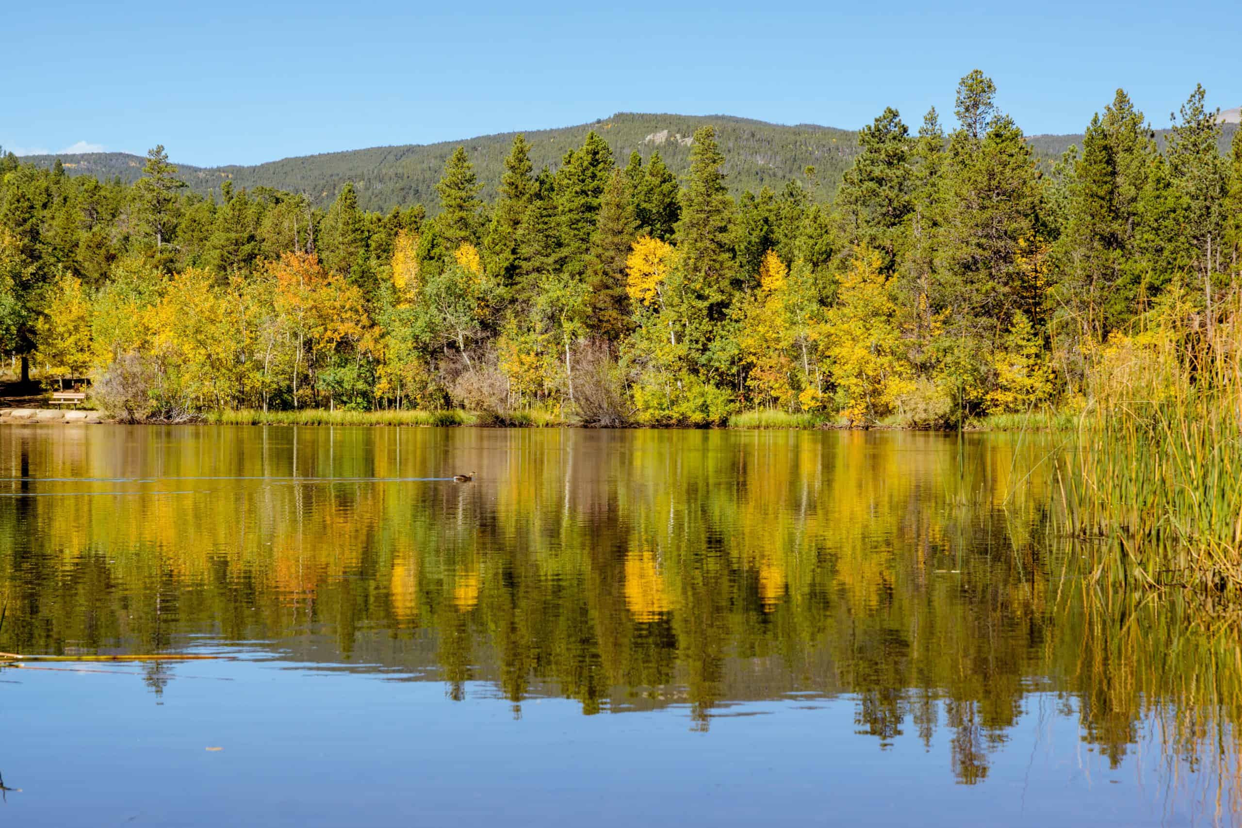 trees water lake trees water lake