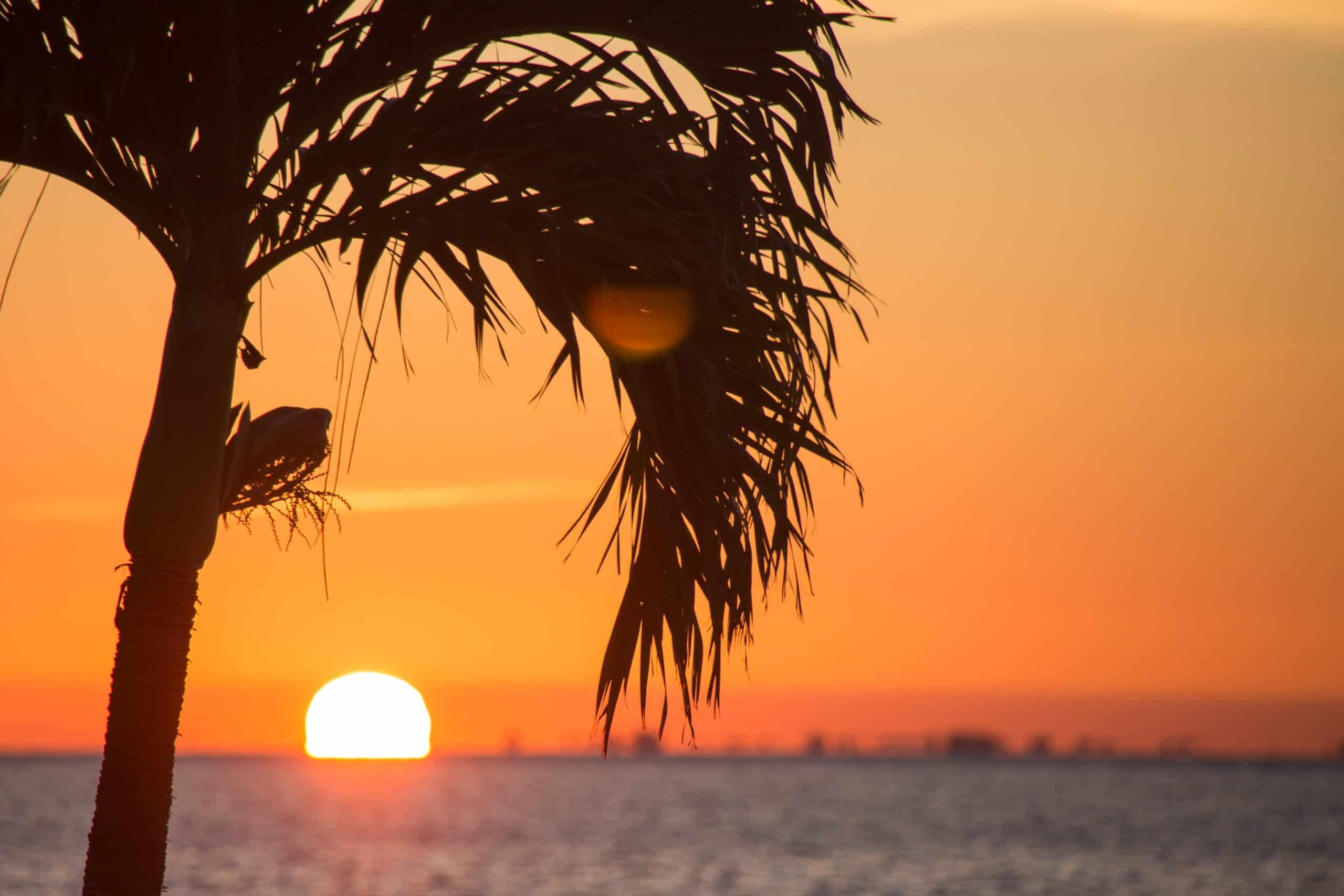 florida tropical palm tree florida tropical palm tree