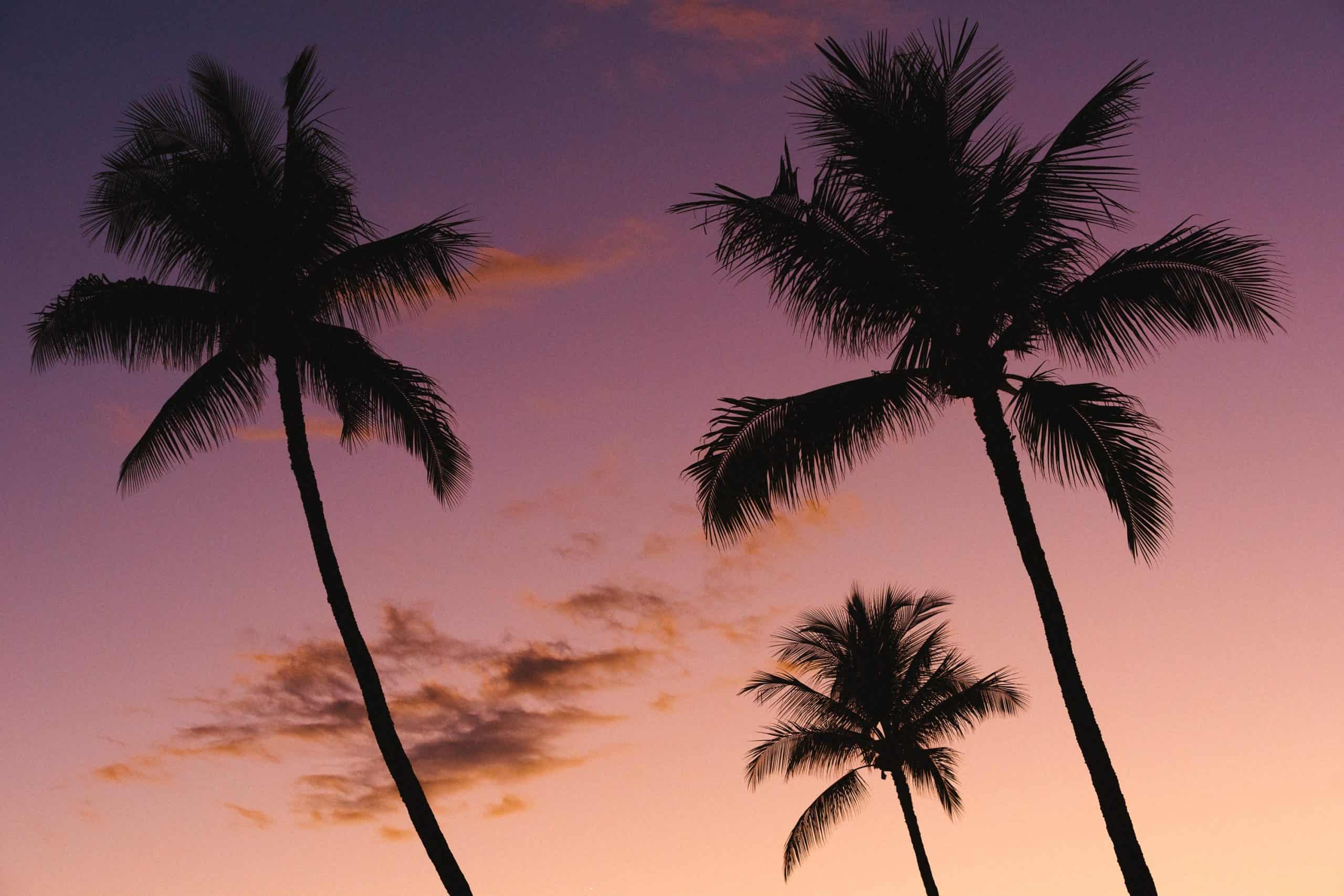 tropical palm trees tropical palm trees