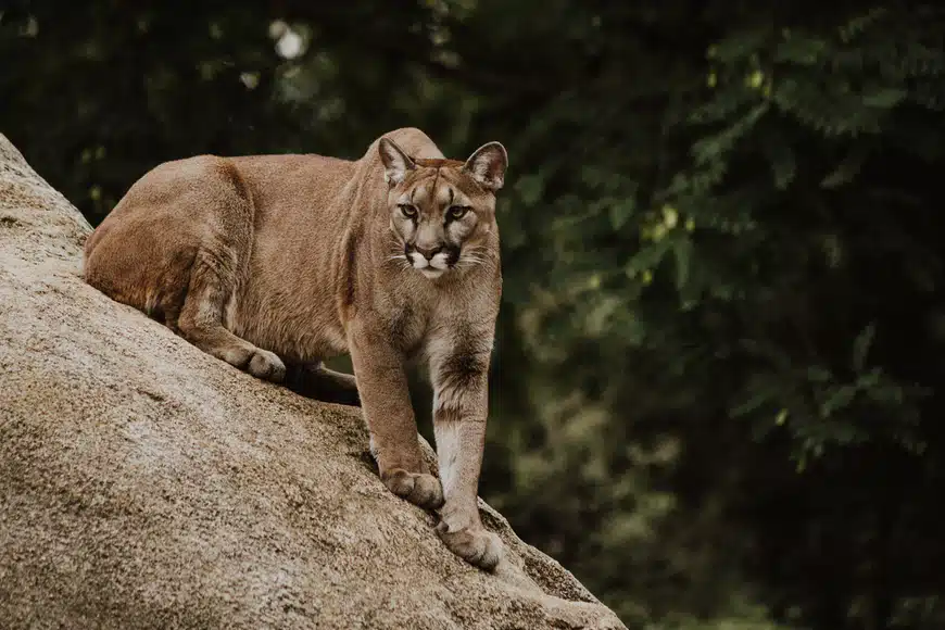 Cougar mountain lion cat nature