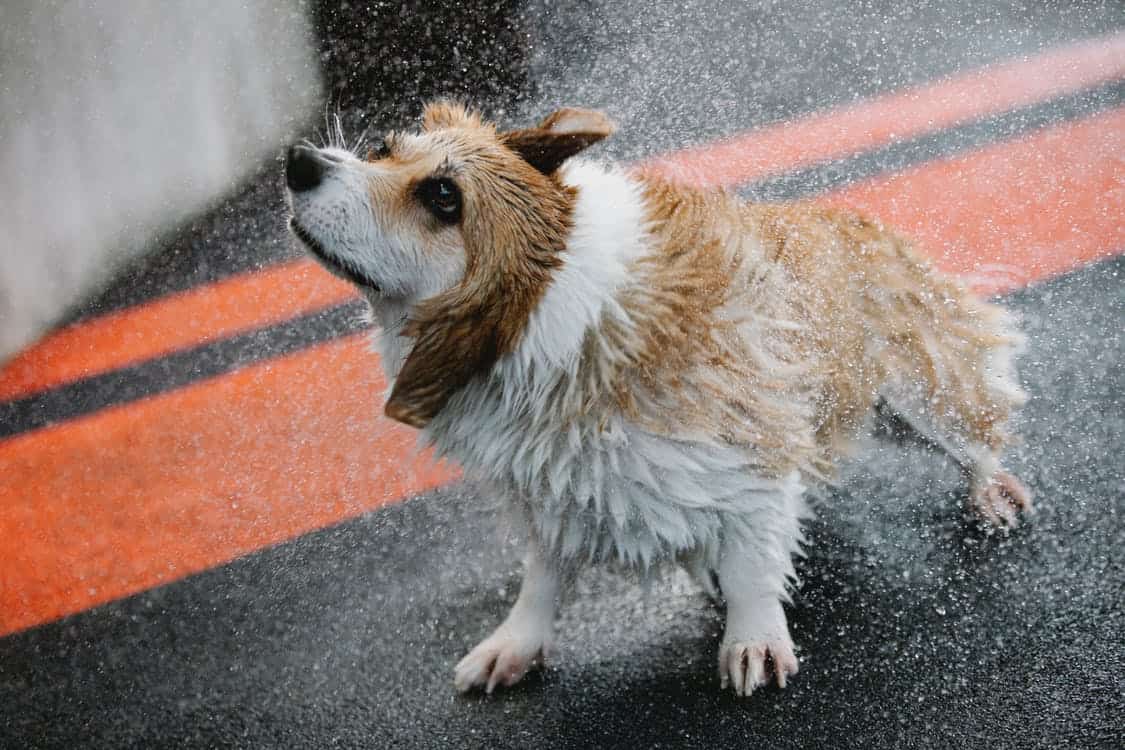 Pet dog shake water
