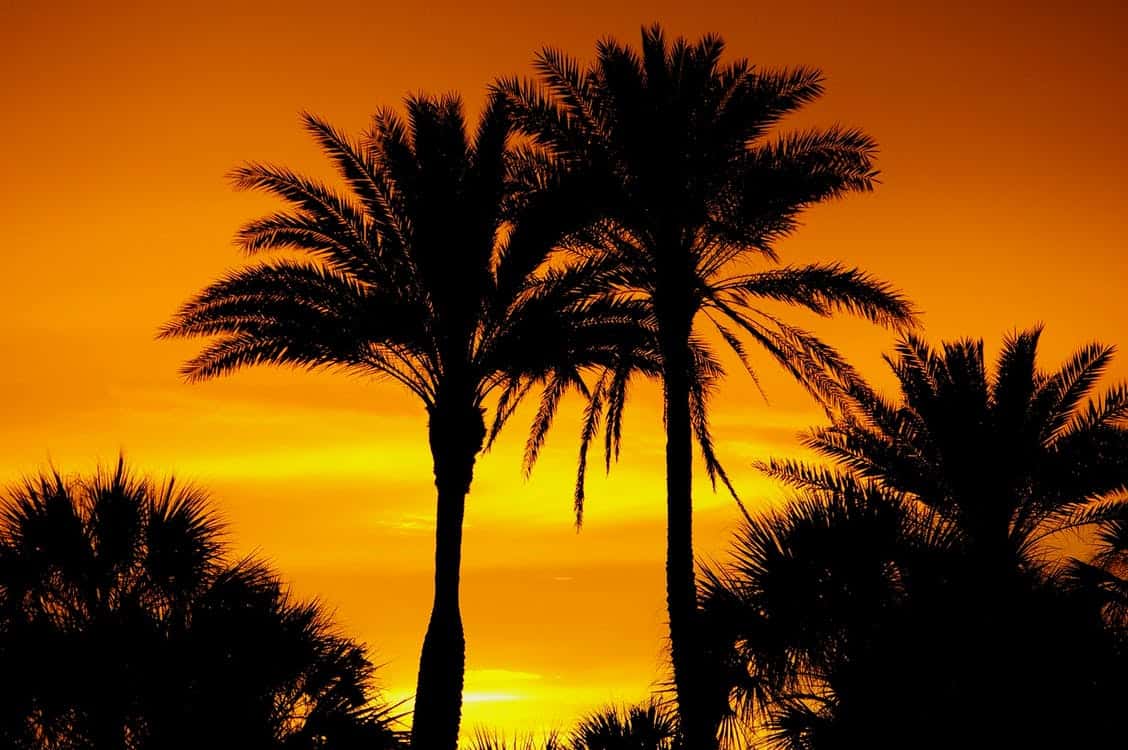 Sunset trees orange Florida