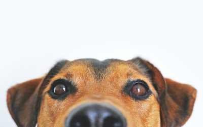 Report: Pet Friendly Rentals Get Leased Faster