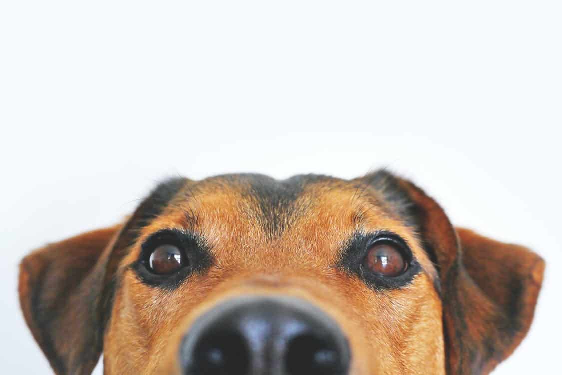 dog surprise pets