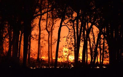 Report: Post-Wildfires Home Sales Down Significantly in Altadena and Pacific Palisades