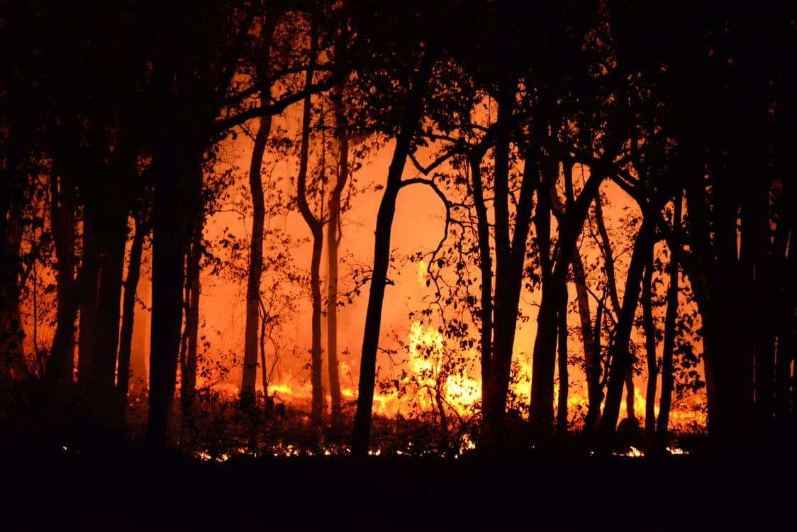 fire forest climate change