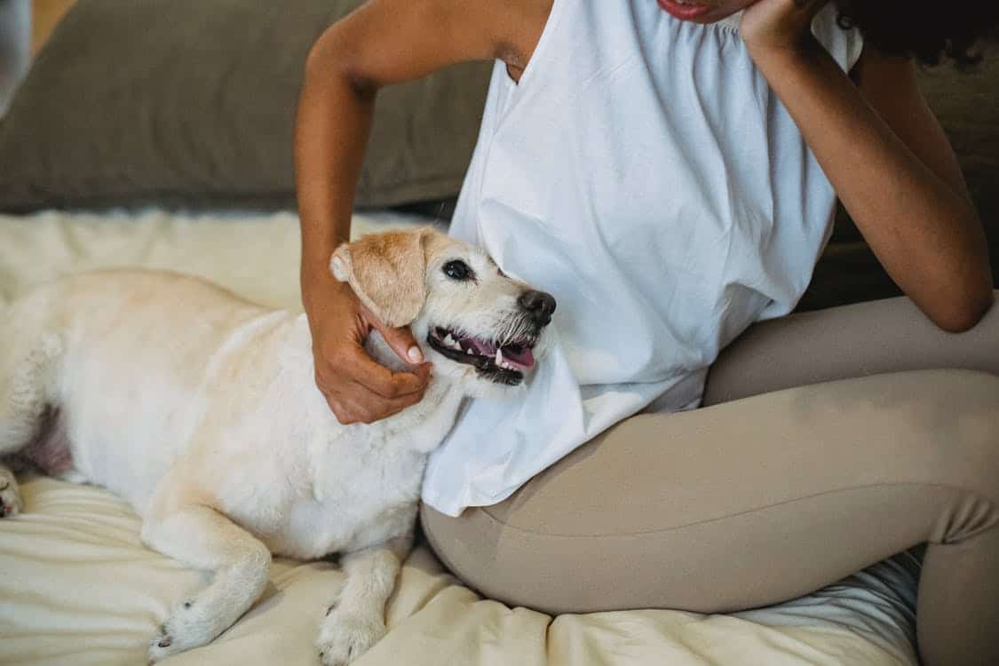 pet dog home