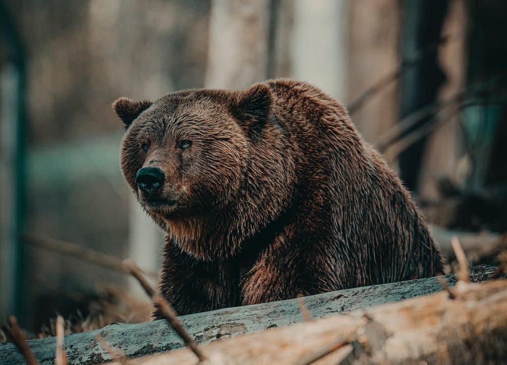 Bear woods market