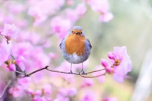 Bird flower Spring Pink