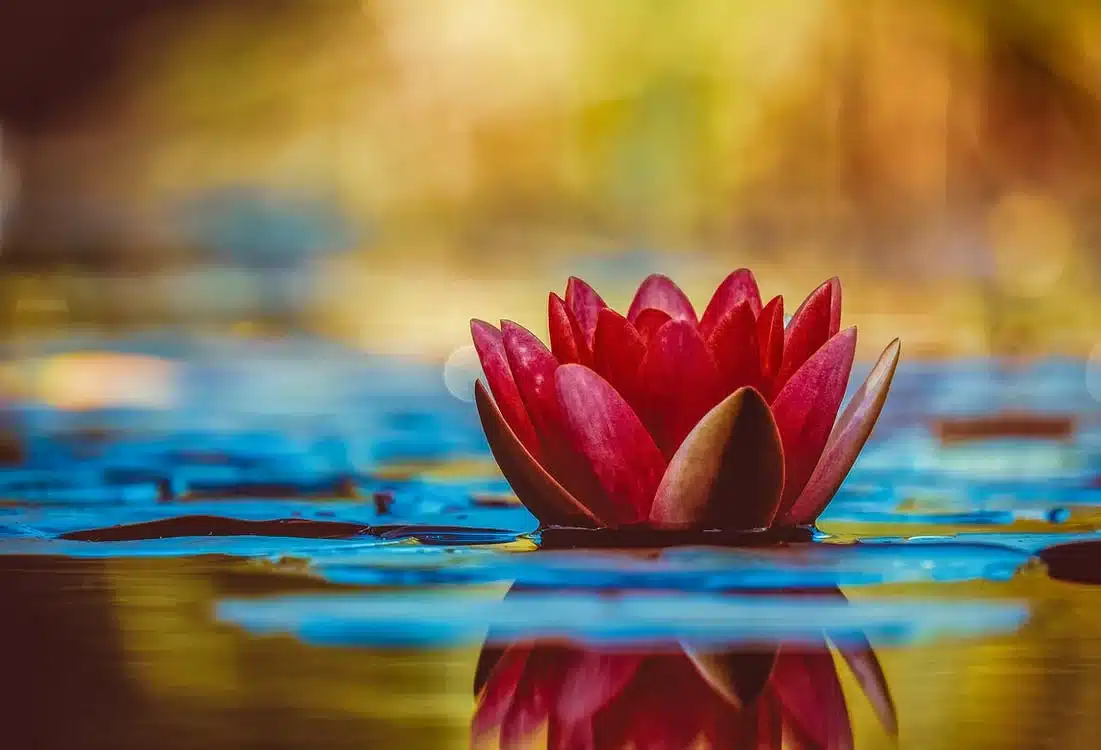 Flower pink pond water
