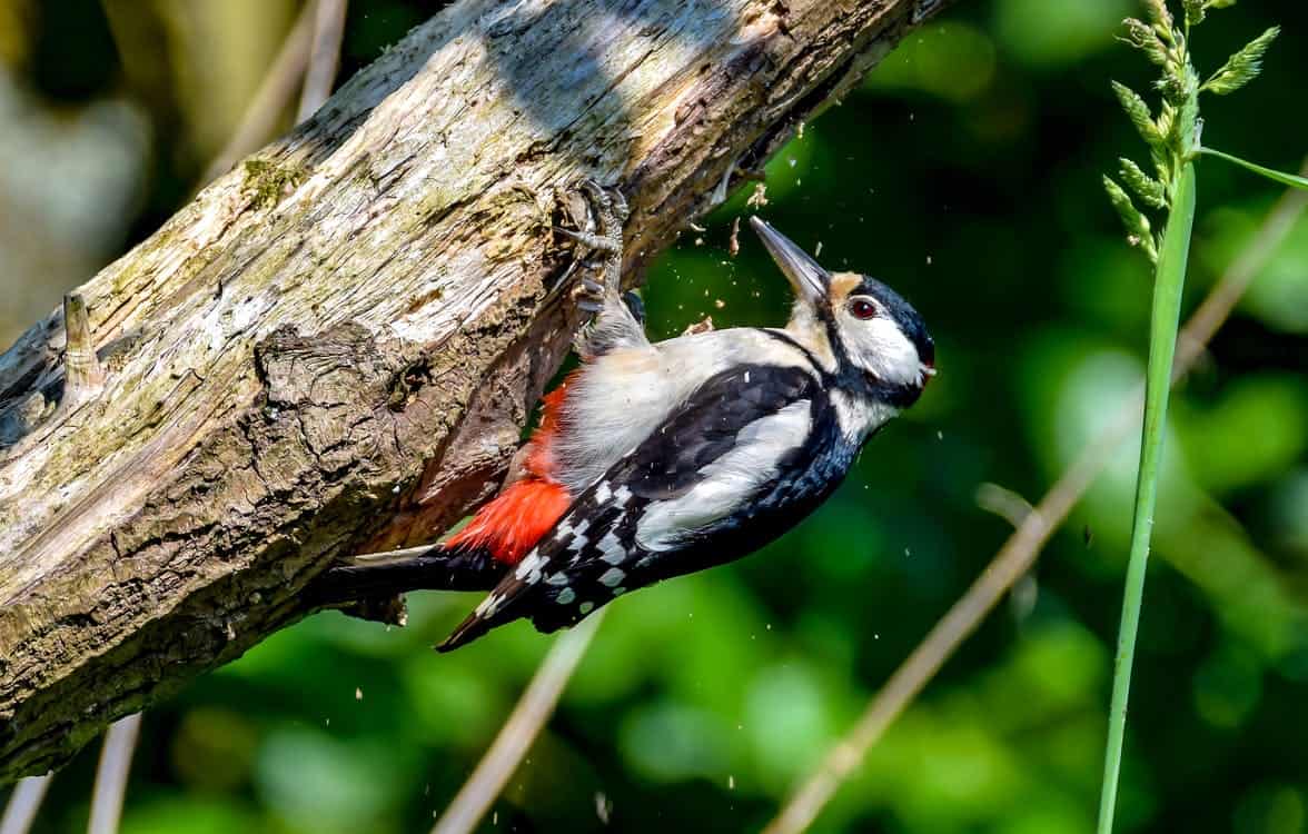 Woodpecker bird tapping