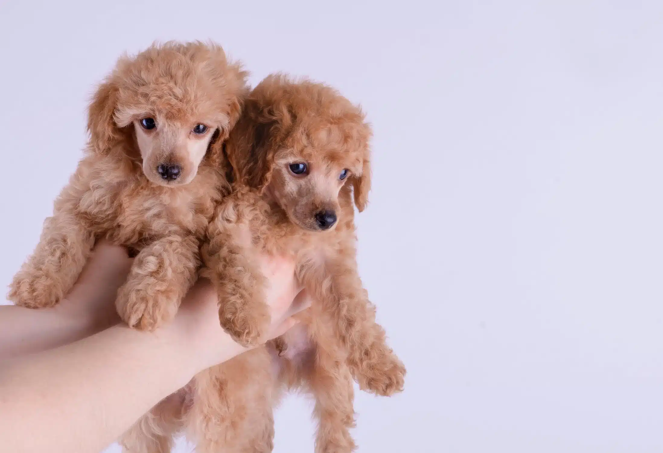 dogs two double