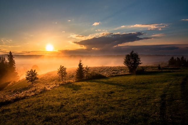 Sunrise New Day Tree Sunrise New Day Tree