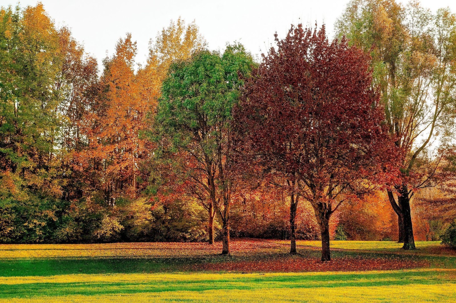 Fall Trees Field Leaves Fall Trees Field Leaves