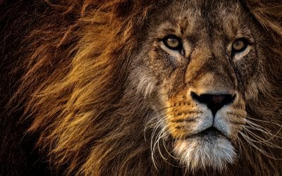Lion Real Estate Closes $200M Fund