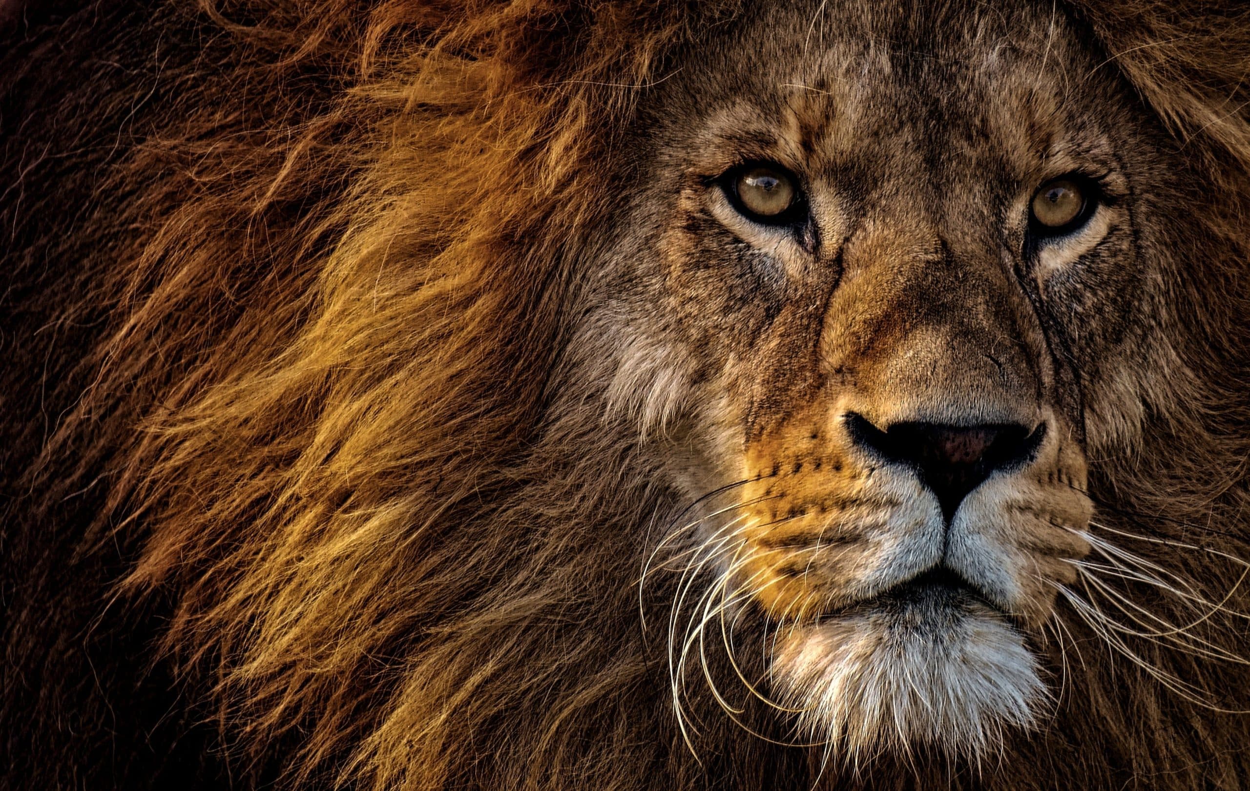 Lion Mane