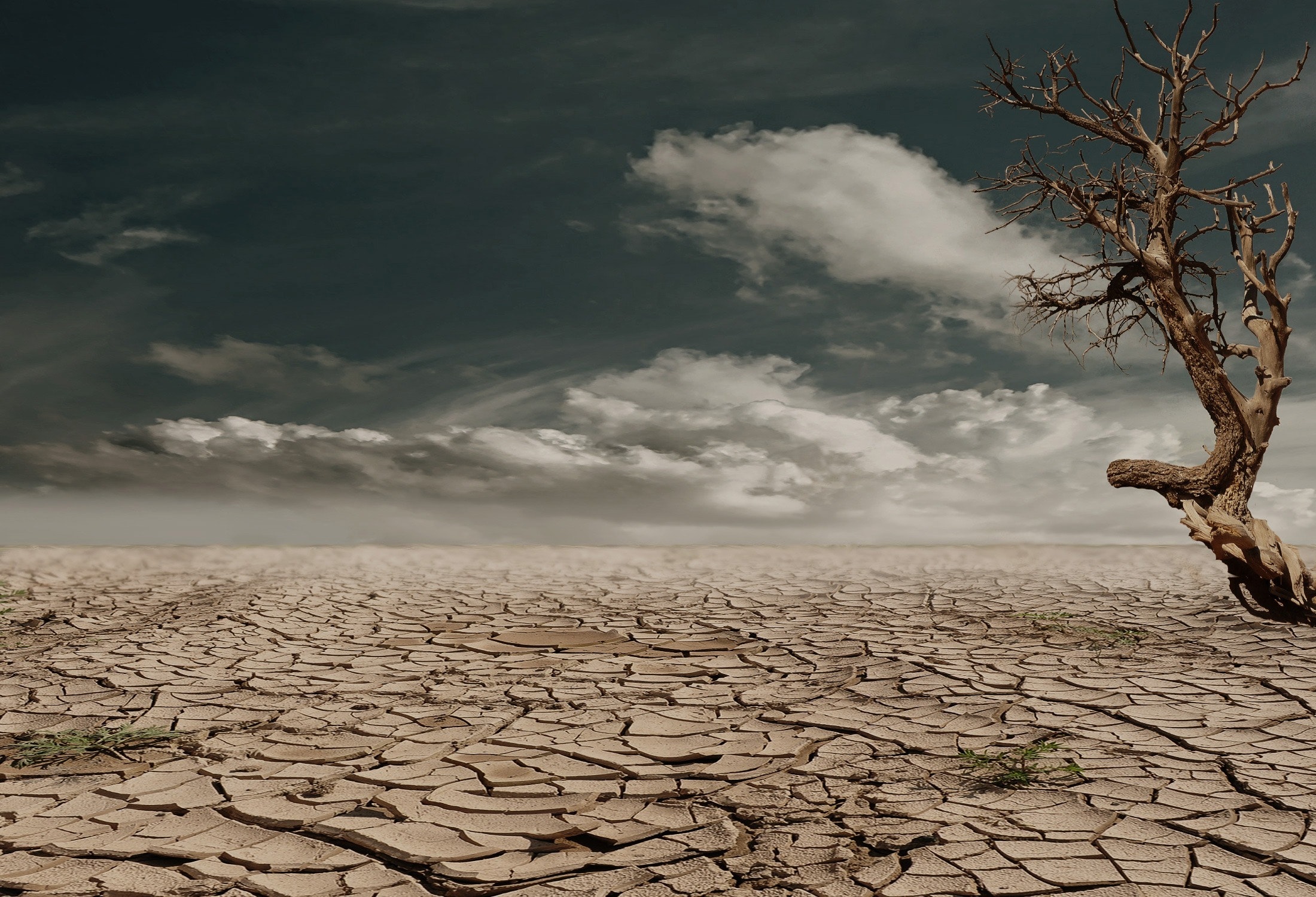 dry ground tree climate change