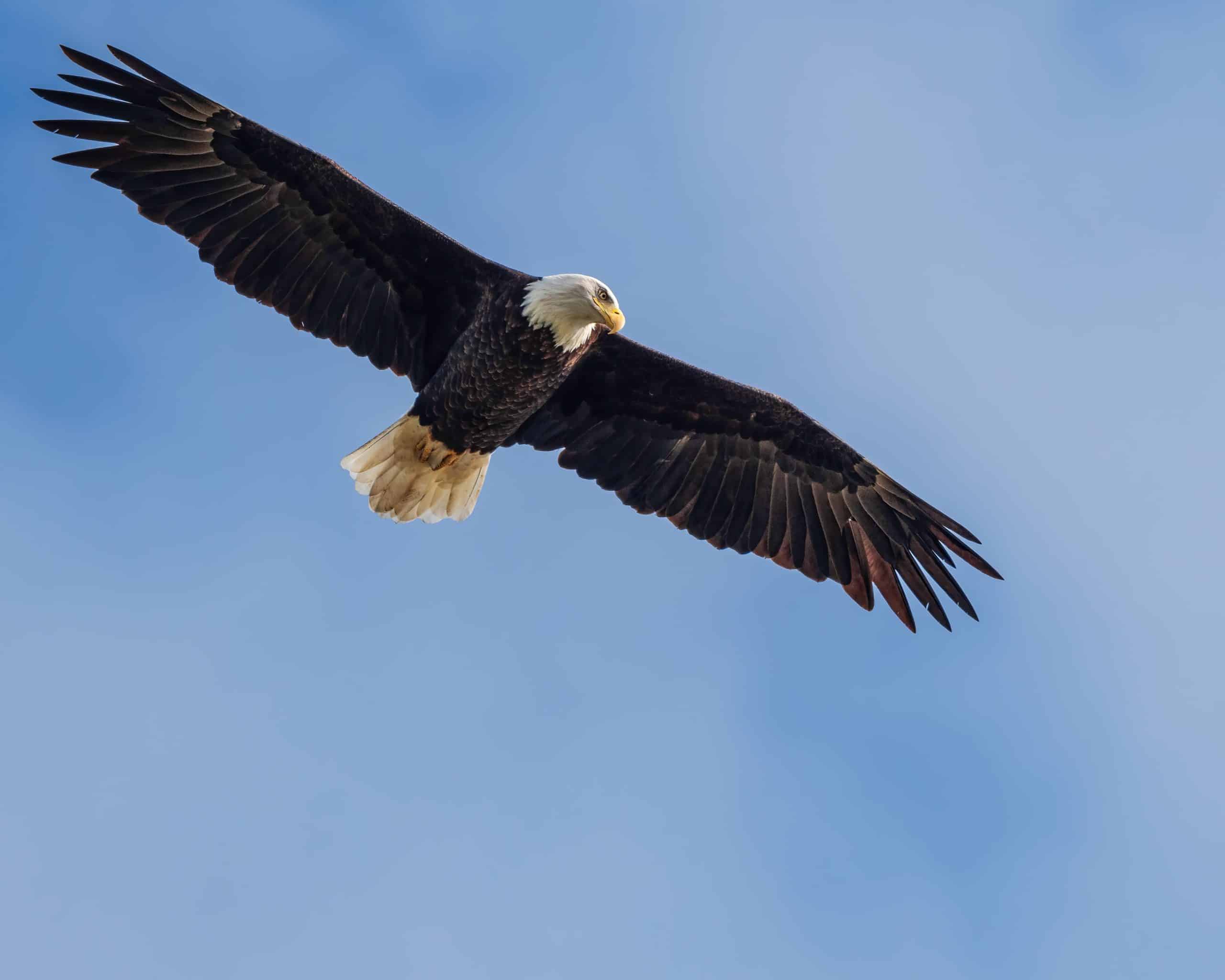 soar sky eagle fly