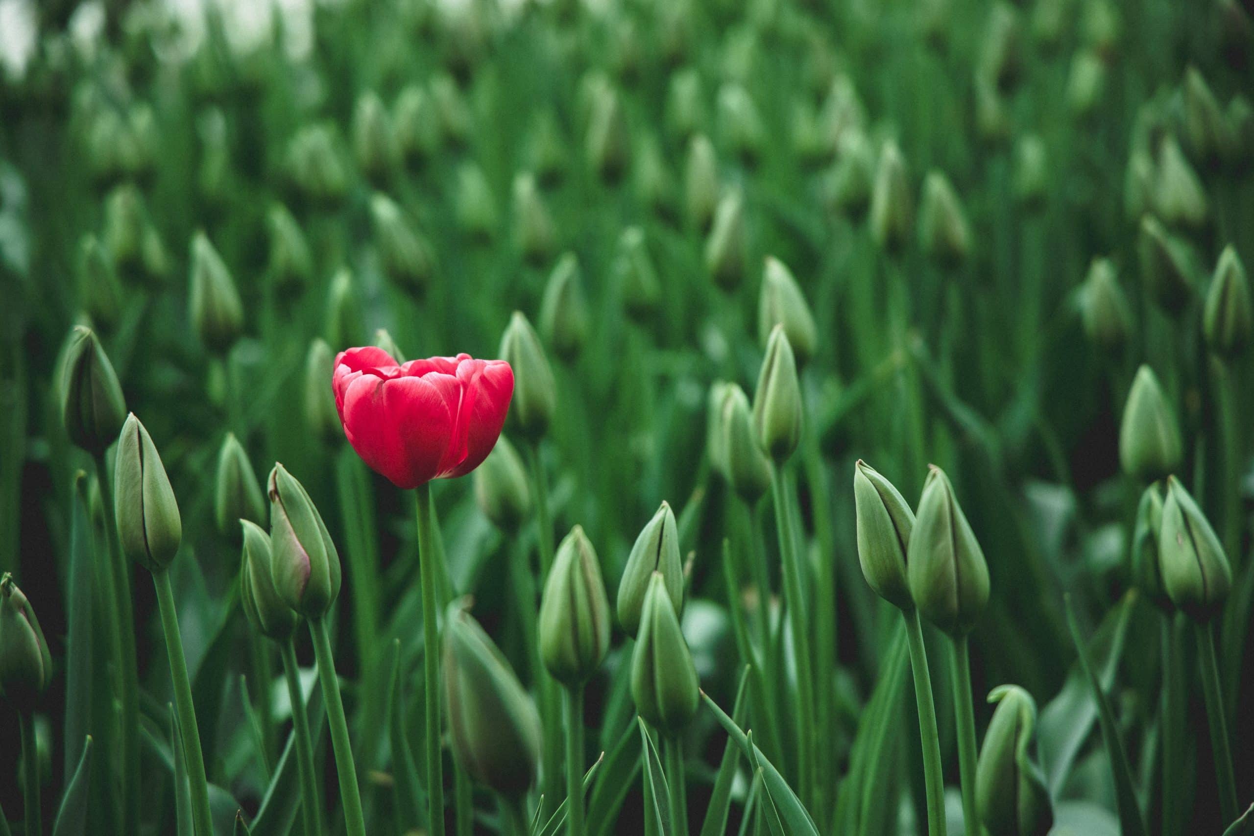 stand out flower