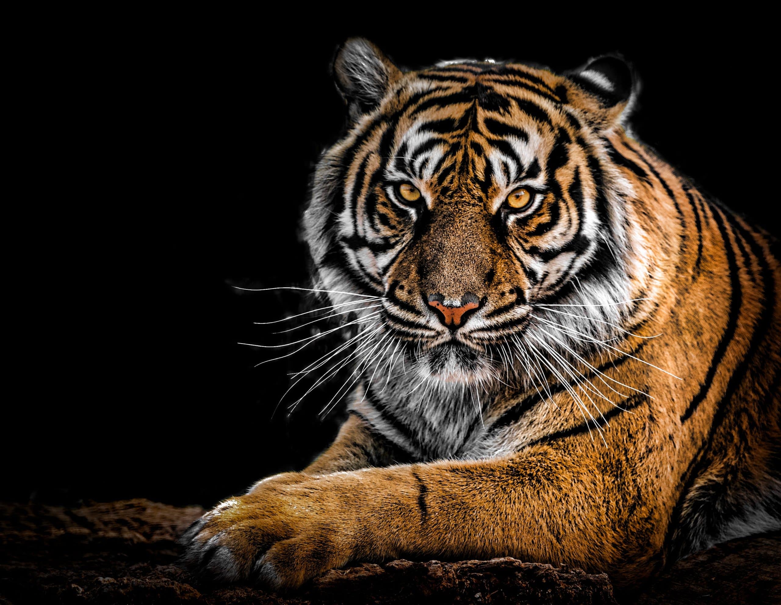 tiger fierce