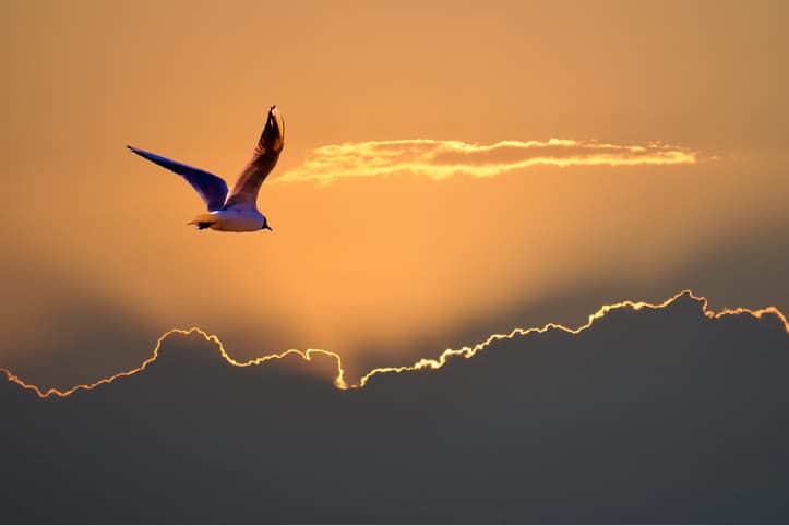 Seagull flying towards the setting sun