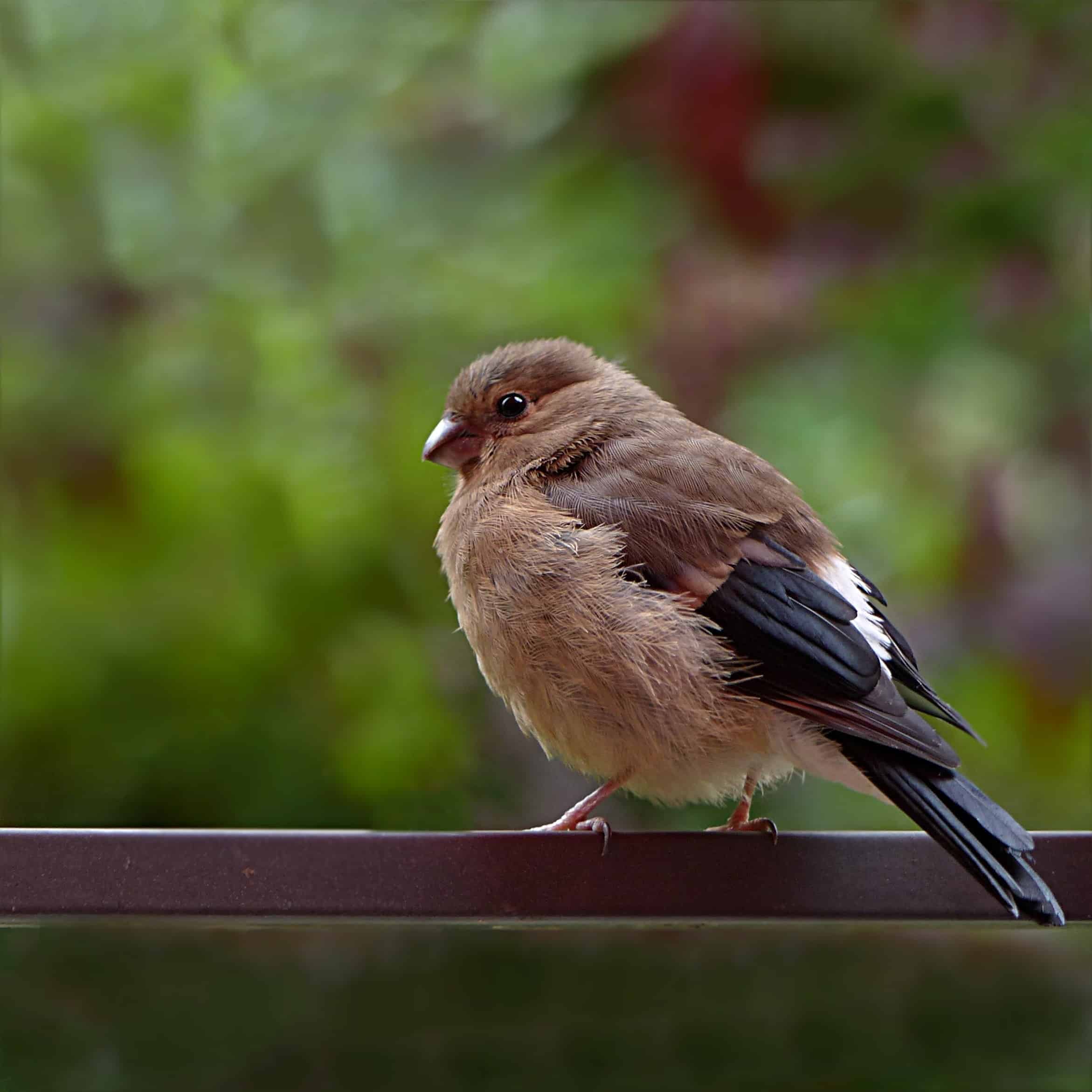 finch bird