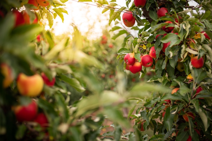 Ripe apples on a tree, Thuringia, Germany