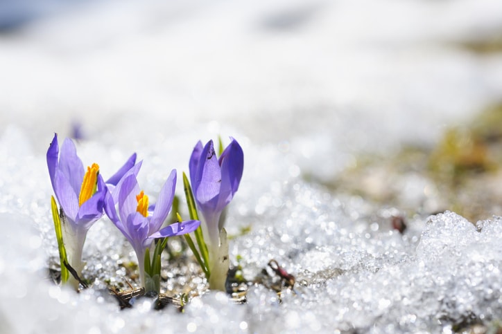 Purple Crocus growing in the early spring through snow