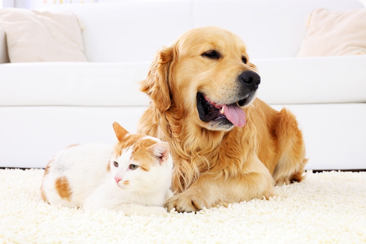 Cat and dog resting together. Happy Dog, Happy Cat, Pet Friendly Home