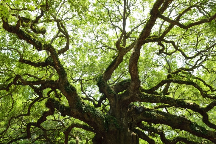 Old Oak Tree with expansive branches