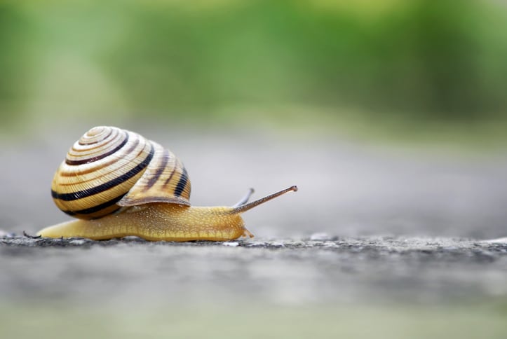 Moving slowly Slow Snail