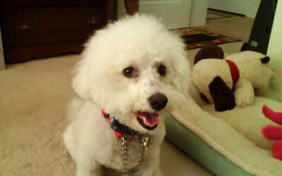 Survey: Apartment Hunters Place More Emphasis on Their Dogs’ Needs Than Themselves