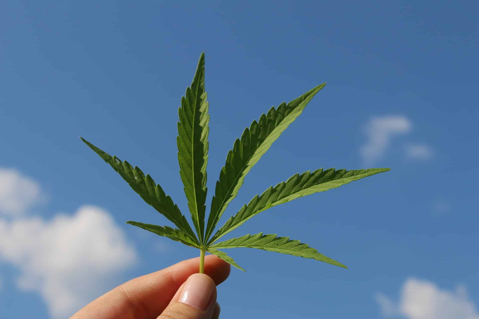 hemp-leaf-3661209_1920